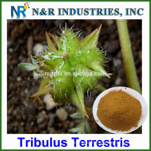 Classe pharmaceutique Tribulus Terrestris PE / Saponines 90%